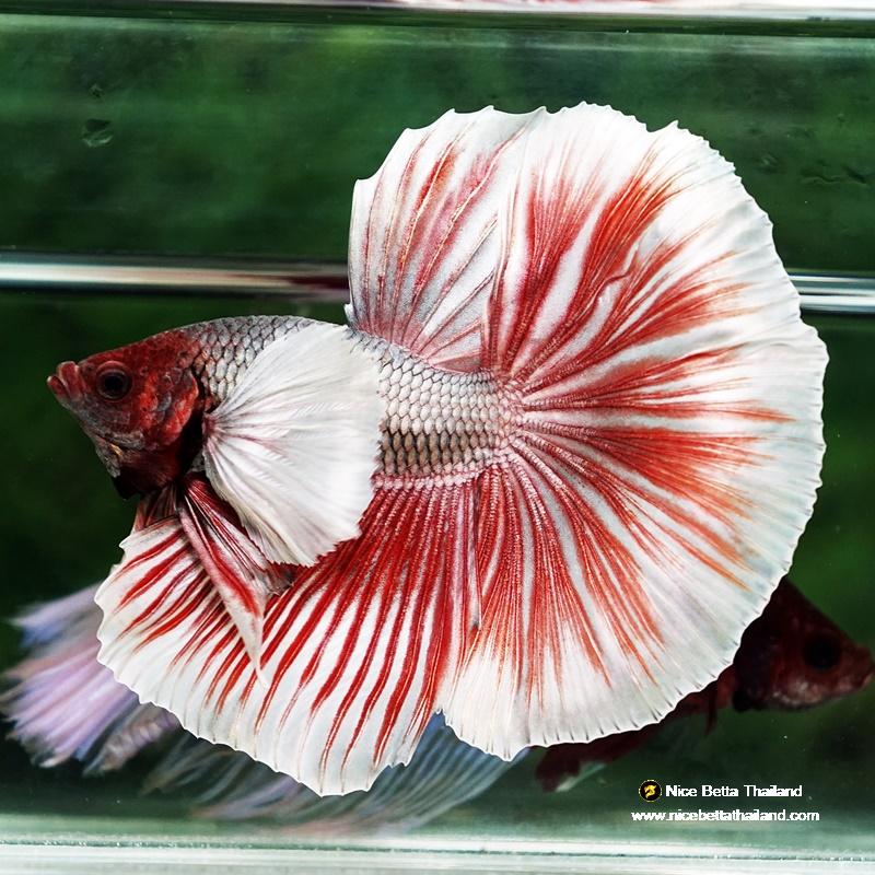 All red betta fish best sale