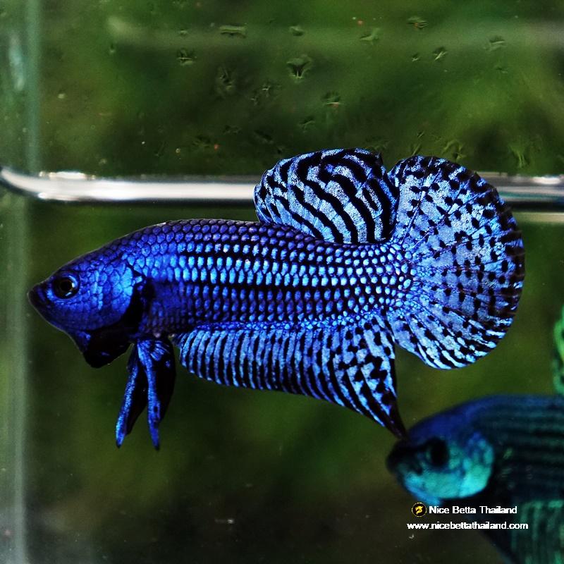 Wild betta fish Hybrid Blue Alien