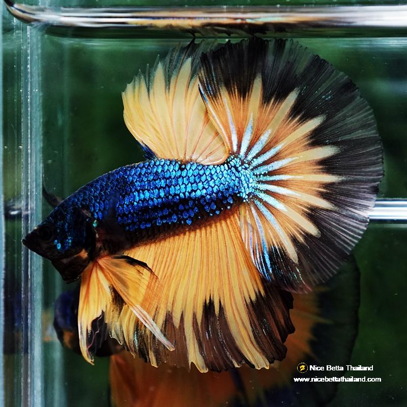 Betta fish Blue Mustard Gas Black Ring HM