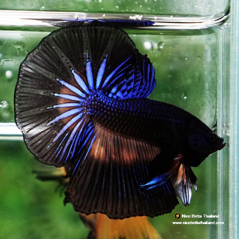 Betta fish Black Light Mustard Gas OHM