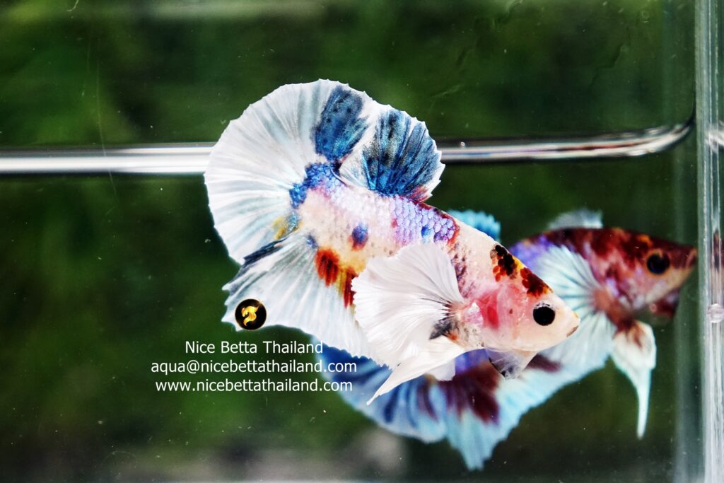 Colorful dumbo betta fish