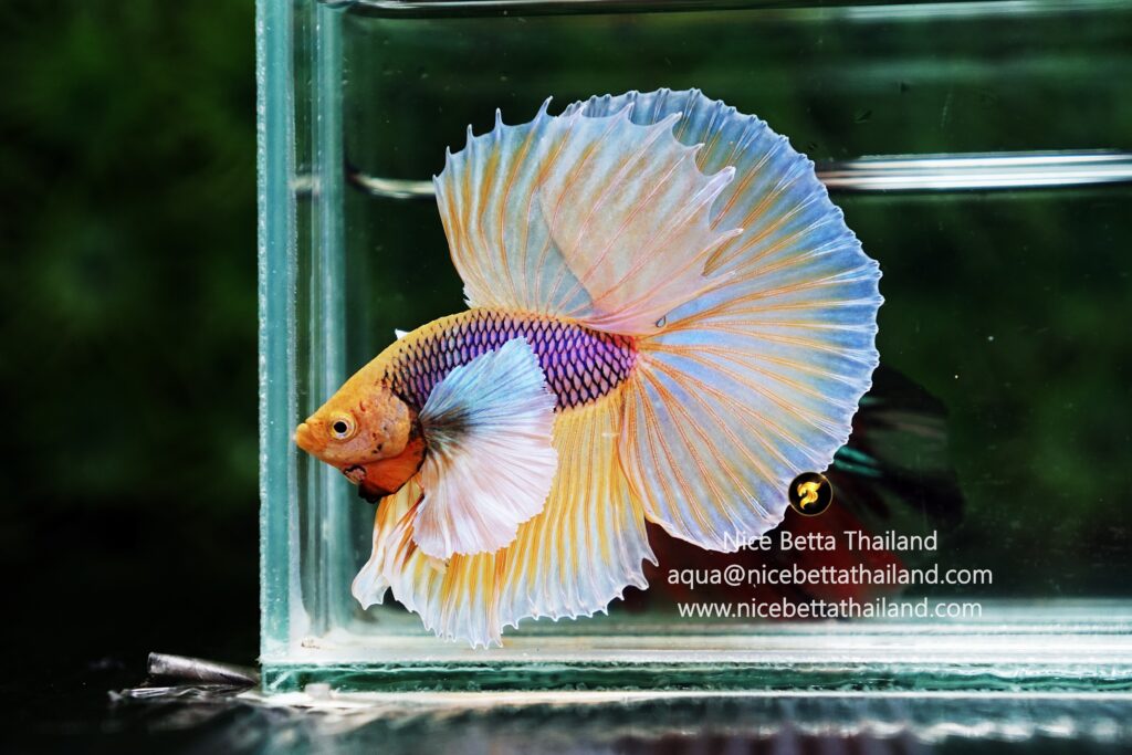 Dumbo betta fish for sale