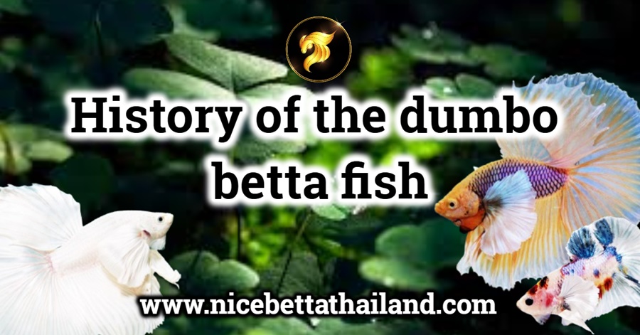 History of the dumbo betta fish