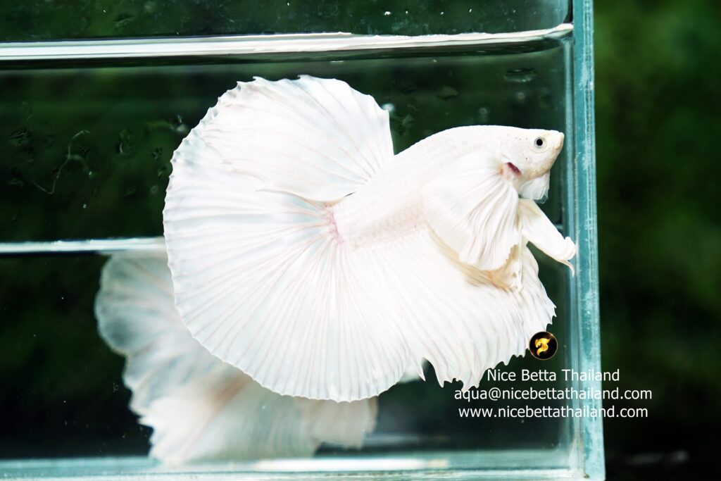 Premium Dumbo Betta fish Shop