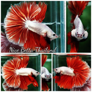 Betta fish Red Gold Dragon Sky Hawk OHM