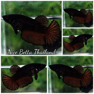 Betta fish Female Super Black HM