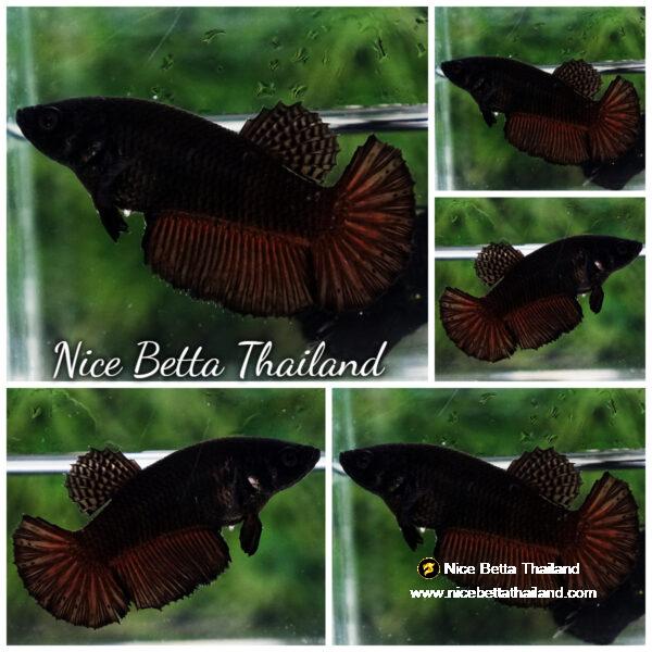 Betta fish Female Super Black HM