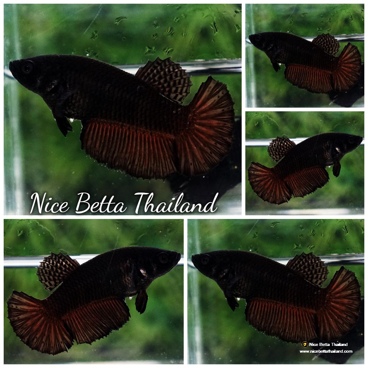 Betta fish Female Super Black HM