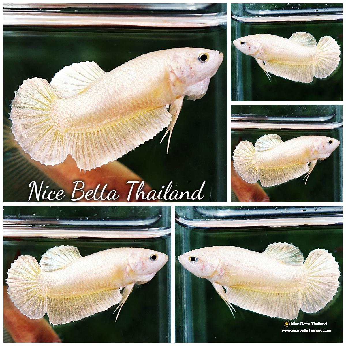 Betta fish Female Super Gold HMPK