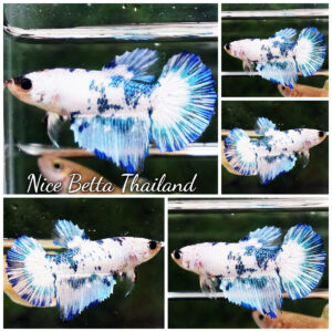 Betta fish Female Blue Marble HM