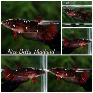 Betta fish Female Vampire Warriors Star HM