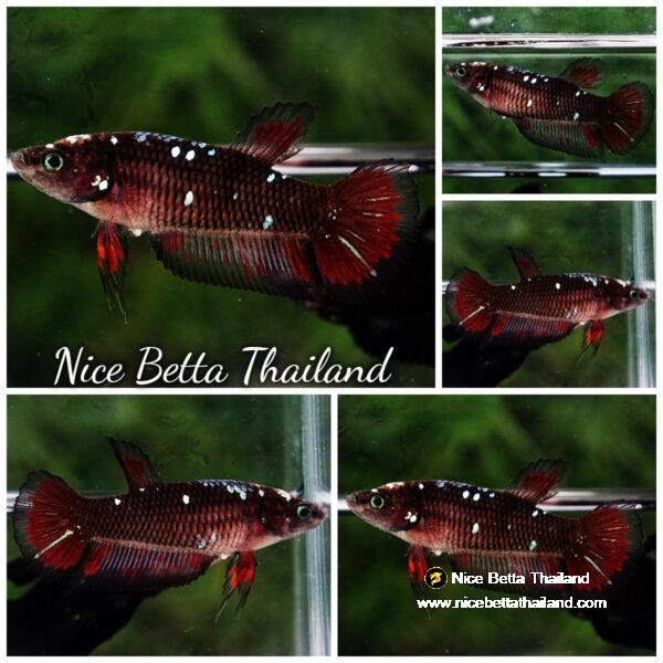 Betta fish Female Vampire Warriors Star HM