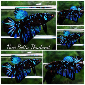 Betta fish Queen Blue Black Star Avatar HM