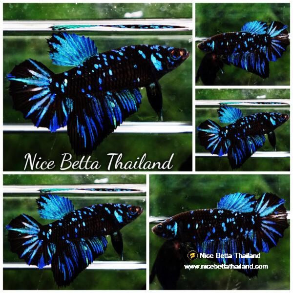 Betta fish Queen Blue Black Star Avatar HM