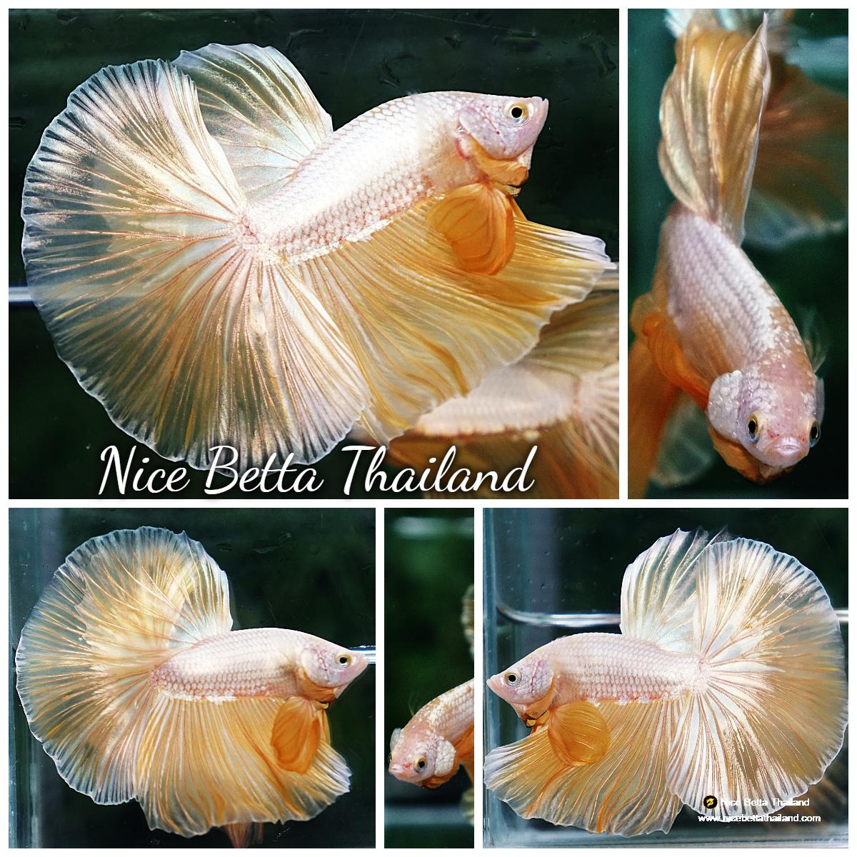 Nice Betta Thailand Premium Betta Fish for Sale shipping WORLDWIDE