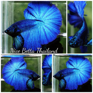 Betta fish Turquoise Classic OHM