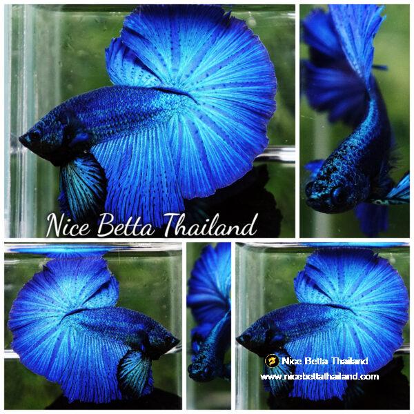 Betta fish Turquoise Classic OHM