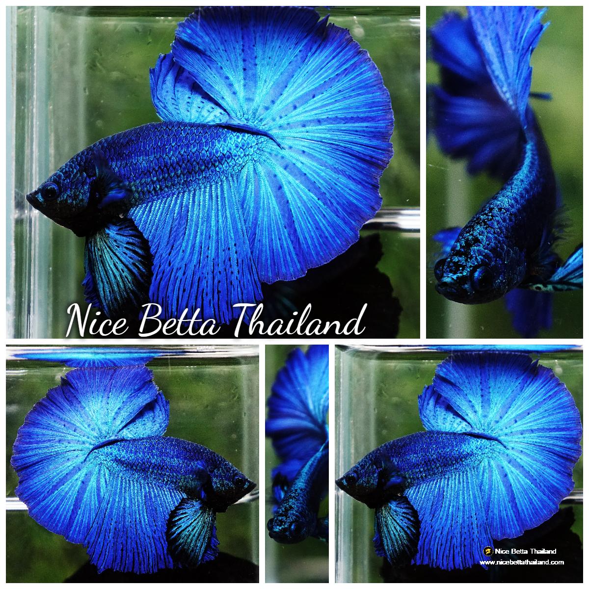 Betta fish website best sale