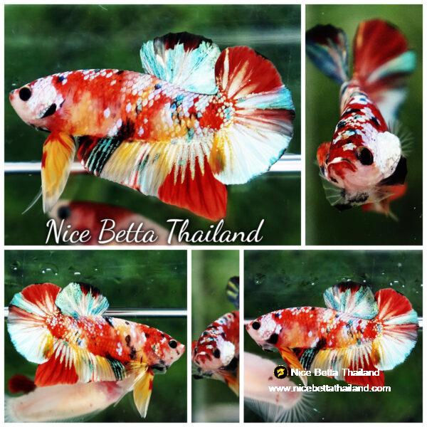 Betta fish Candy Nemo Koi Galaxy Yellow base HMPK