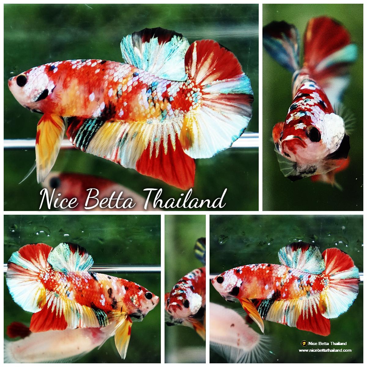 Betta fish Candy Nemo Koi Galaxy Yellow base HMPK