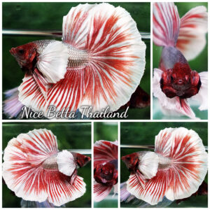 Betta fish Red Copper Salamander Dumbo HM