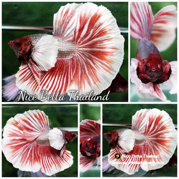 Betta fish Red Copper Salamander Dumbo HM