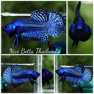 Wild betta fish Hybrid Blue Alien