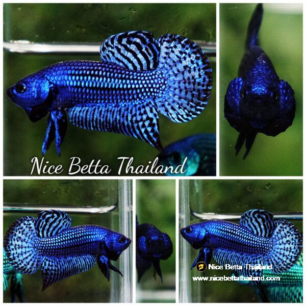 Wild betta fish Hybrid Blue Alien