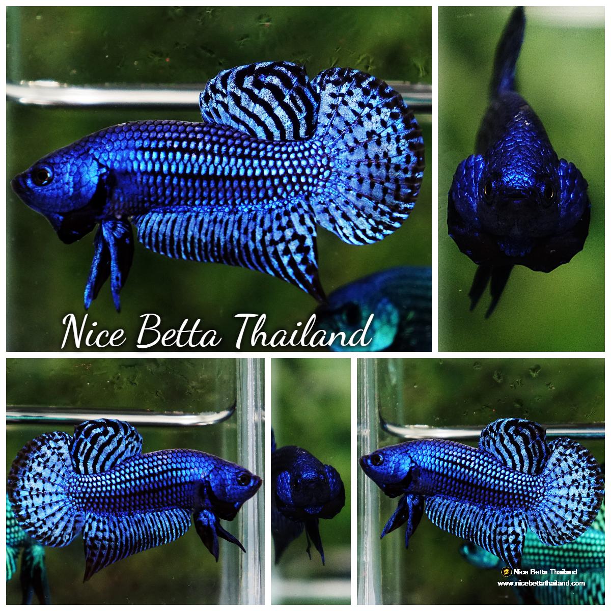 Wild betta fish Hybrid Blue Alien