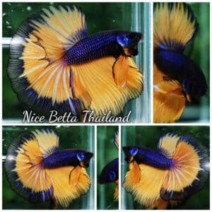 Betta fish Purple Mustard Gas Black Ring HM