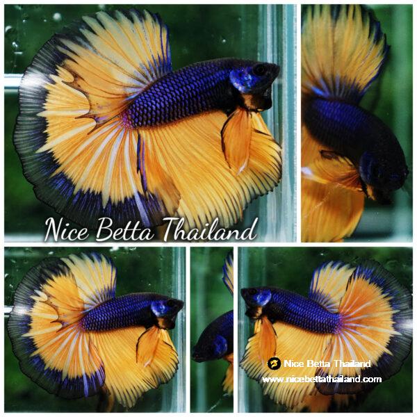 Betta fish Purple Mustard Gas Black Ring HM