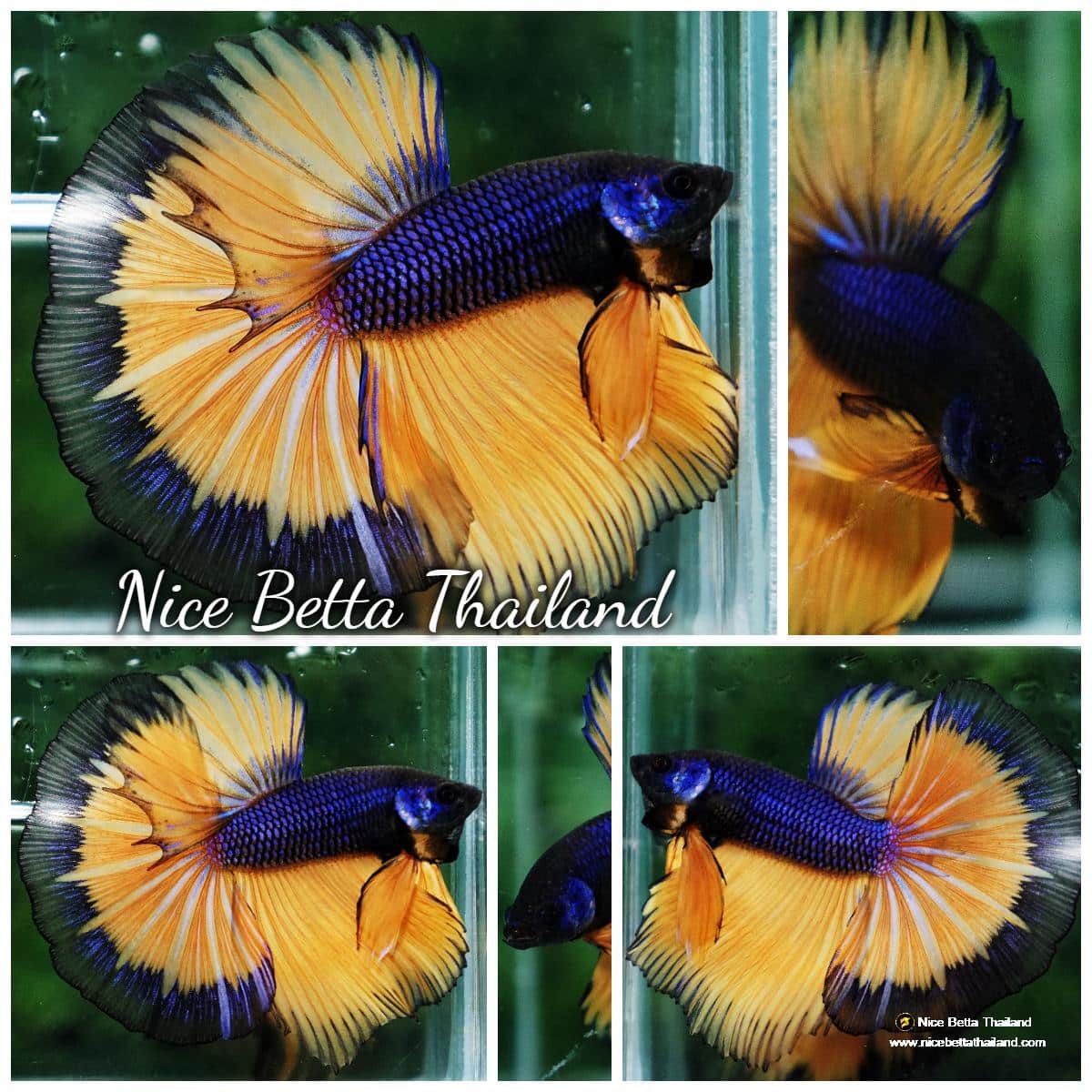 Betta fish Purple Mustard Gas Black Ring HM