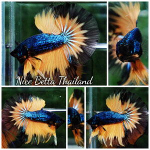 Betta fish Blue Mustard Gas Black Ring HM