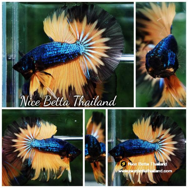 Betta fish Blue Mustard Gas Black Ring HM