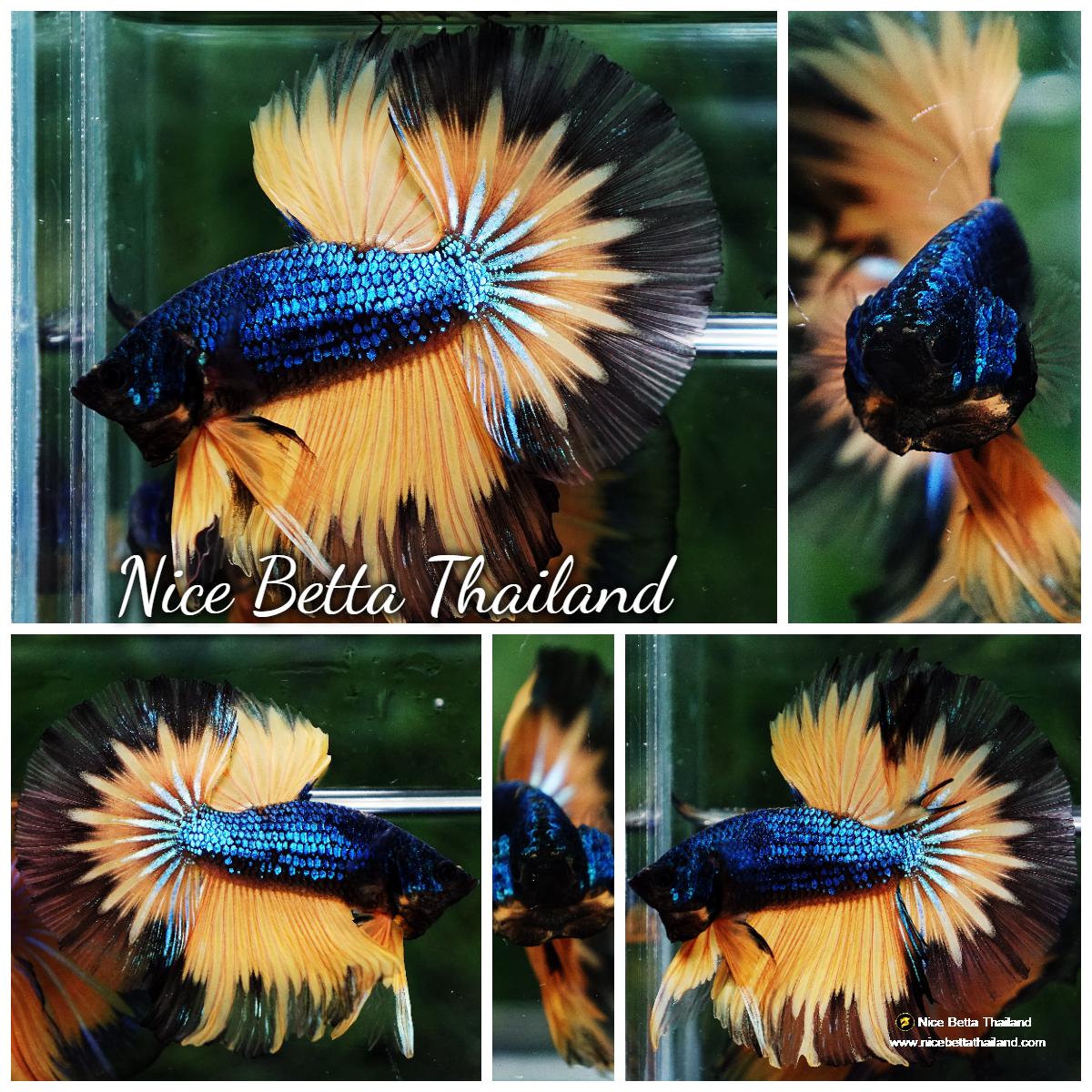 Betta fish Blue Mustard Gas Black Ring HM