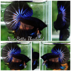 Betta fish Black Light Mustard Gas OHM