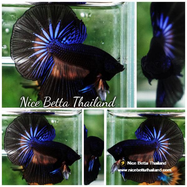 Betta fish Black Light Mustard Gas OHM