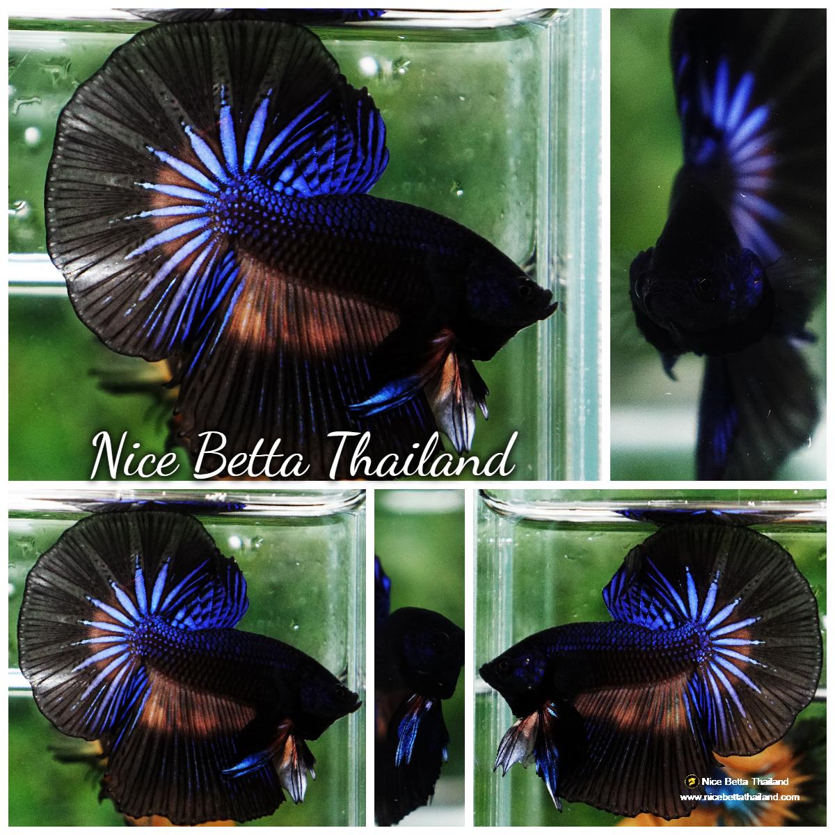 Betta fish Black Light Mustard Gas OHM