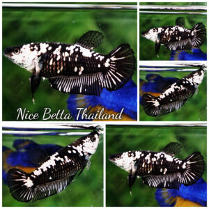 Betta fish Female Black mambar Samurai HMPK