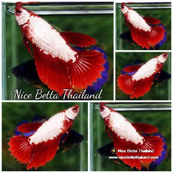 Betta fish Female Red Dragon HM