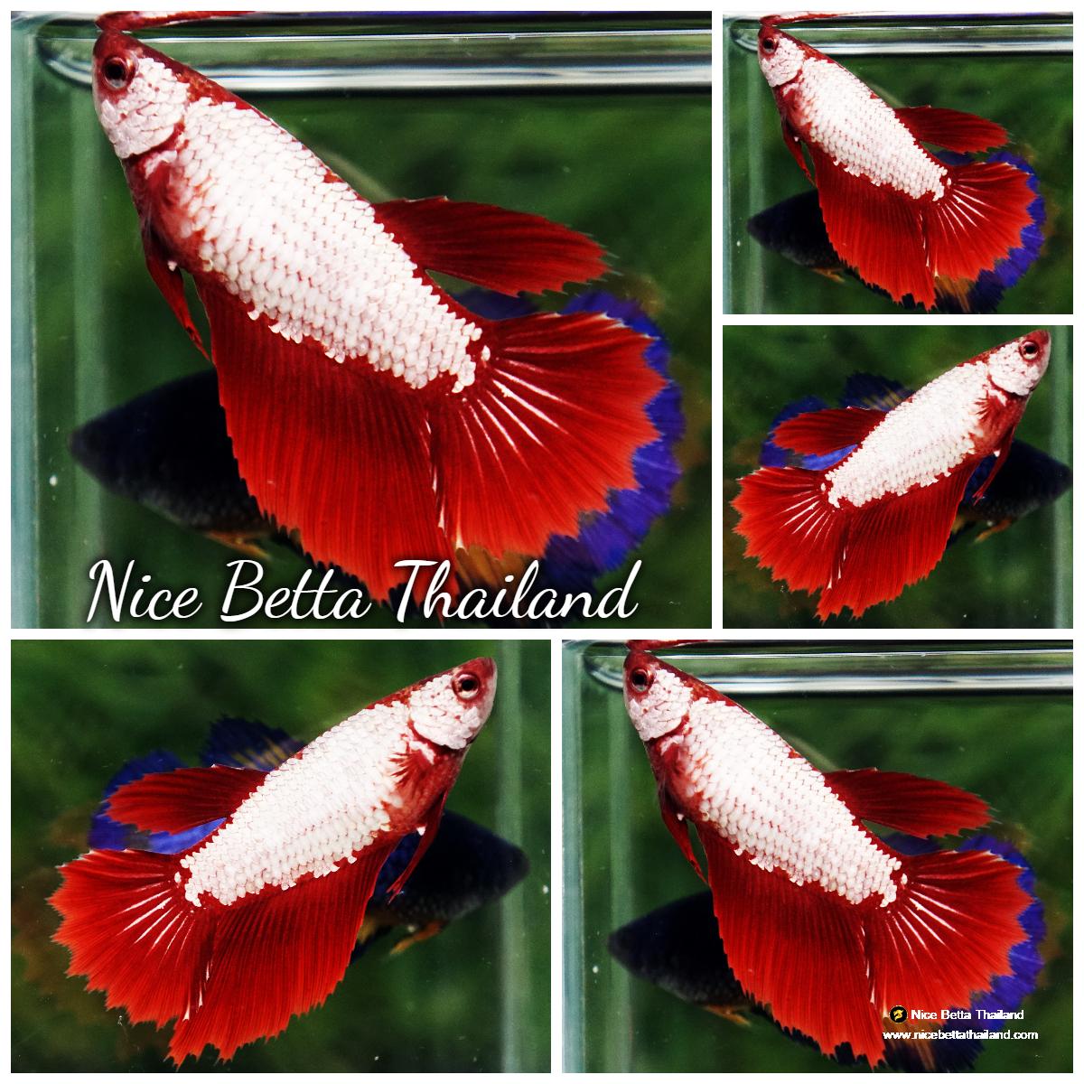 Betta fish Female Red Dragon HM