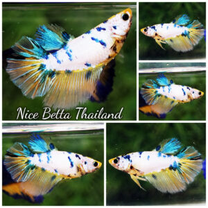 Betta fish Female Gold & Blue Marble HM