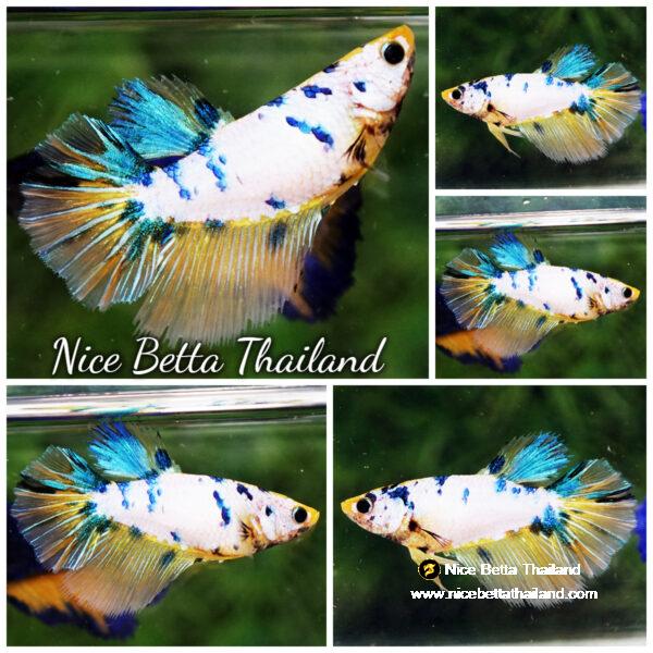 Betta fish Female Gold & Blue Marble HM