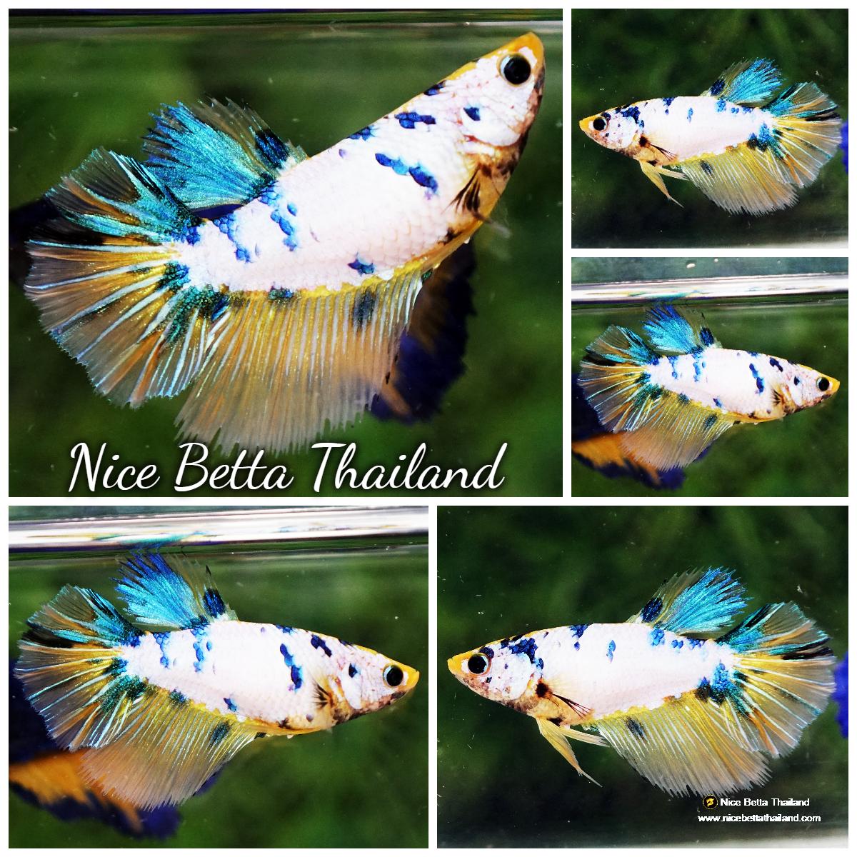 Nice Betta Thailand Premium Betta Fish for Sale shipping WORLDWIDE