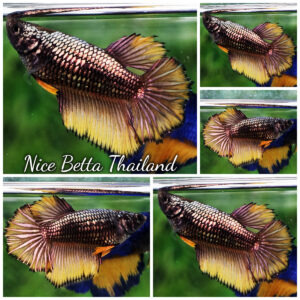 Betta fish Female Yellow Copper Dragon HM