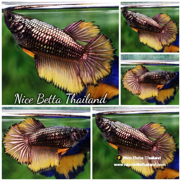 Betta fish Female Yellow Copper Dragon HM