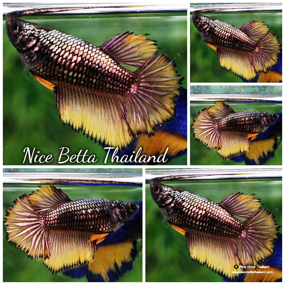 Betta fish Female Yellow Copper Dragon HM