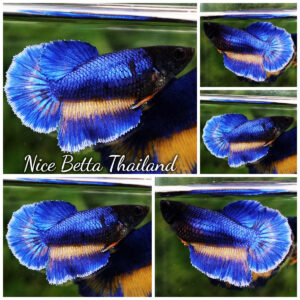 Betta fish Female Blue Mustard Gas Ninja Head HM