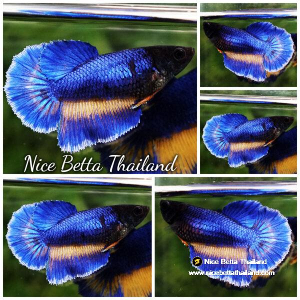 Betta fish Female Blue Mustard Gas Ninja Head HM