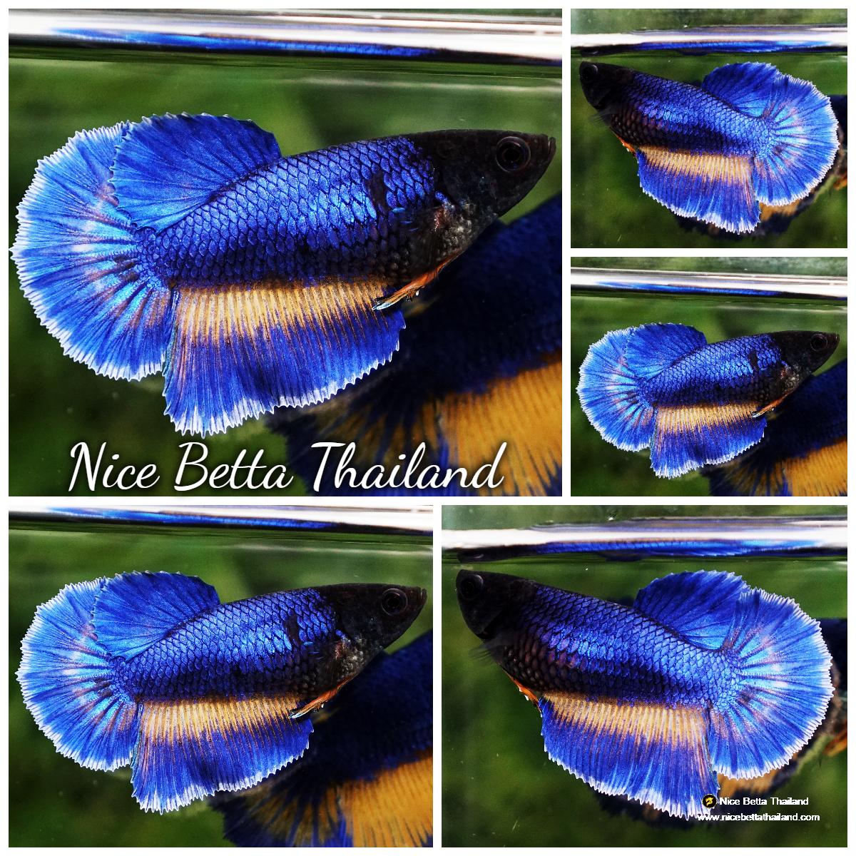 Betta fish Female Blue Mustard Gas Ninja Head HM